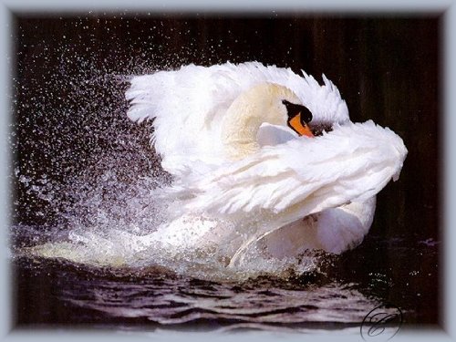 Sygswjo splas swan